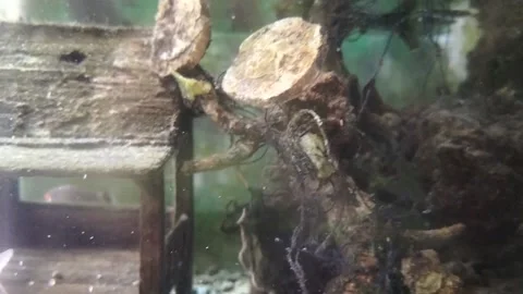 Fish in the aquarium Stock Footage 238897741