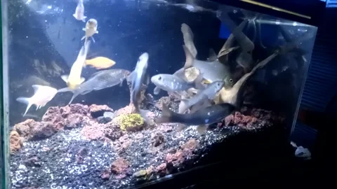 Fish in the aquarium 動画素材 241709271