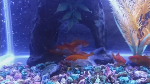 Fish in aquarium Stock Footage 249326238