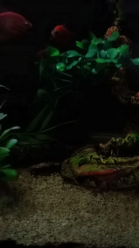 Fish In The Aquarium Stock Footage 266805792