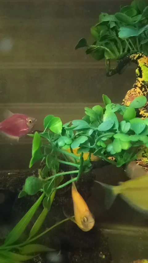 Fish In Aquarium Stock Footage 266811616