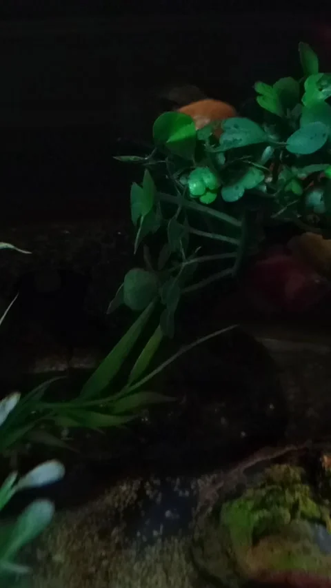 Fish in the aquarium Stock Footage 267184866