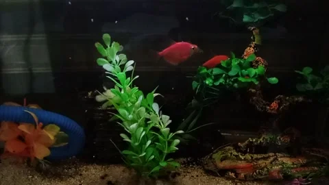 Fish In Aquarium Stock Footage 267308951