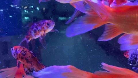 Fish in aquarium Video stock 269540002