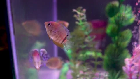 Fish in the aquarium Stock Footage 274371623