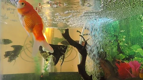 Fish in the aquarium Stock-Footage 279038004
