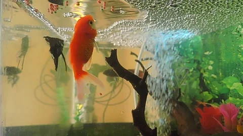 Fish in the aquarium Stock-Footage 279039358