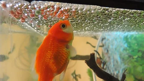 Fish in the aquarium Stock-Footage 279039603