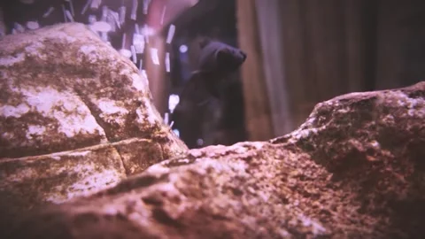 Fish in an aquarium Stock Footage 282511786