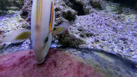 Fish in aquarium Stock Footage 292771978