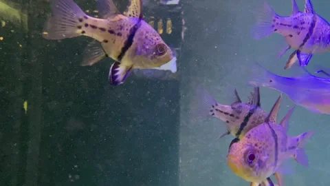 Fish in aquarium Stock Footage 292772048