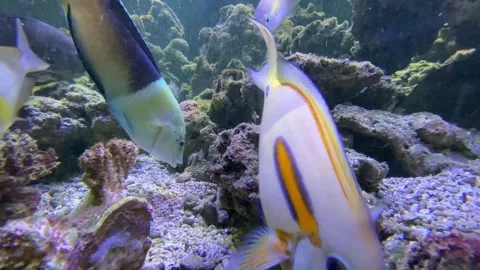 Fish in aquarium Stock Footage 292772103