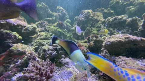 Fish in aquarium Stock Footage 292772140