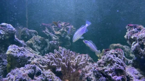 Fish in aquarium Stock Footage 292772146