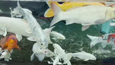 Fish in aquarium Stock Footage 309501169