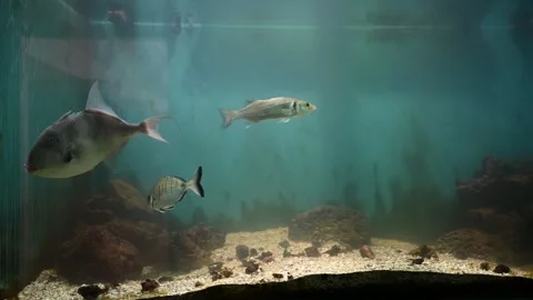 Fish in an aquarium 스톡 동영상 326439742