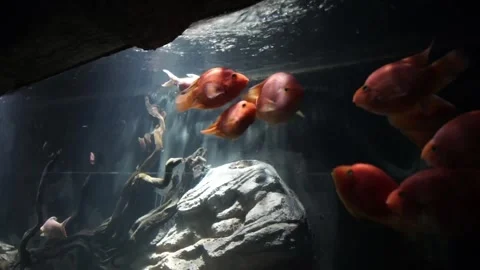 Fish in the aquarium Stock Footage 330185304