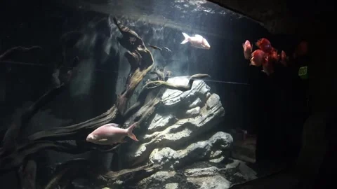 Fish in the aquarium Stock Footage 330185406