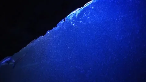 Fish in the aquarium Stock Footage 330185412