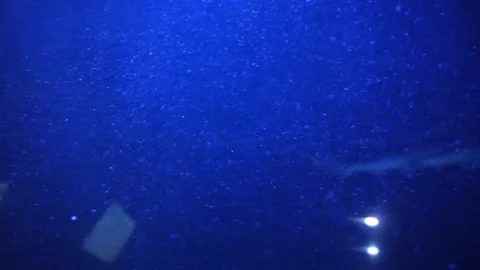 Fish in the aquarium Video stock 330185554