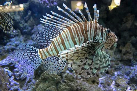 Fish in the aquarium. The frame is in selective focus. Stock Photos
