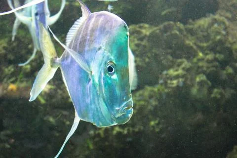 Fish in the aquarium. The frame is in selective focus. Foto stock