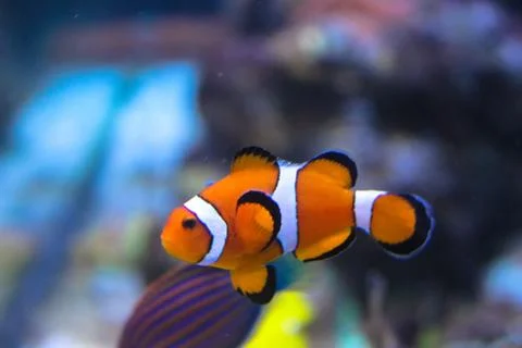Fish in the aquarium. The frame is in selective focus. Stock Photos