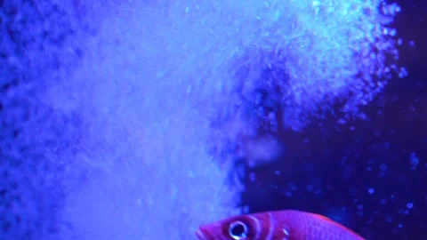 Fish in the aquarium full screen Stock Footage 73275499
