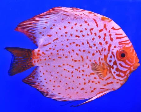 Fish in the aquarium glass Stock Photos