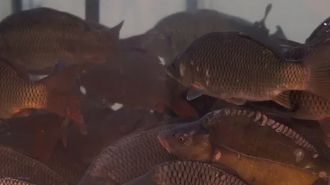 Fish aquarium grocery store Stock Footage 87680764