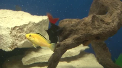 Fish in an aquarium at home Stockbeeldmateriaal 2502735