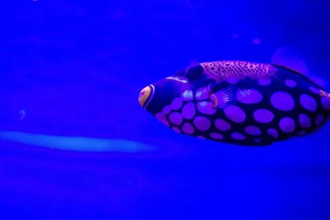 Fish on aquarium Stock Illustration
