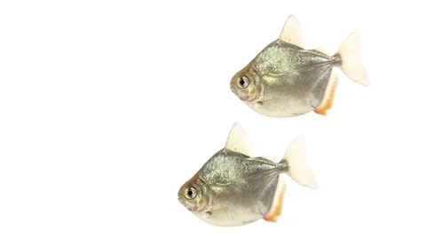 Fish aquarium isolated on white background side view Stock Footage 49525870