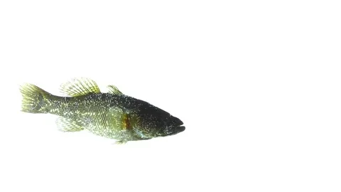 Fish in the aquarium isolated on white background Stock Footage 83741318