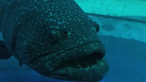 Fish in aquarium opens and closes the mouth. Close-up Stock-Footage 72587187