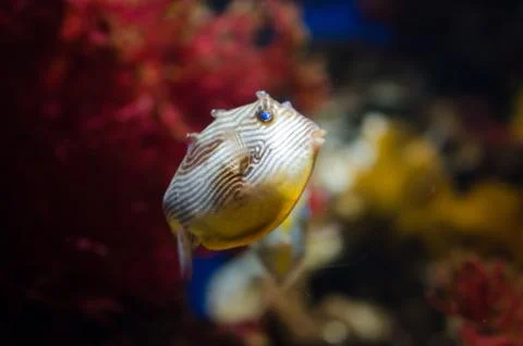 Fish in Aquarium Stock Photos