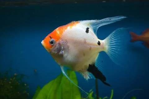 Fish in the aquarium Stock Photos