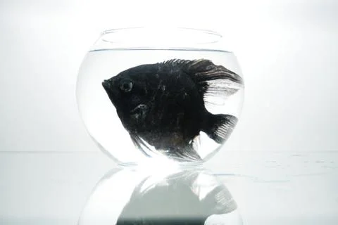 Fish in aquarium Stock Photos