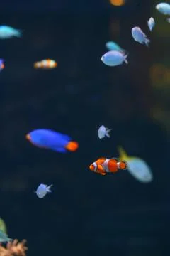 Fish in aquarium Foto stock