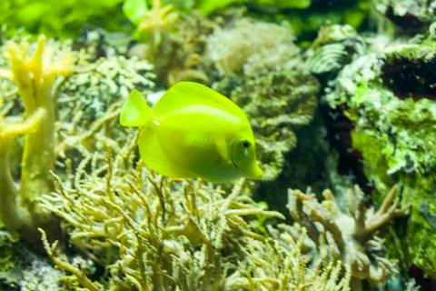 Fish in aquarium Foto stock