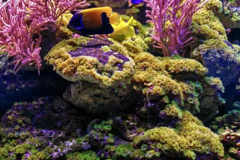 Fish in aquarium Stock Photos