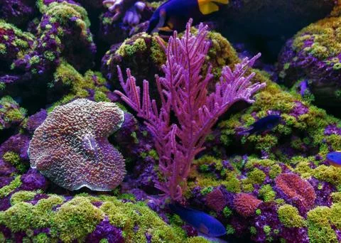 Fish in aquarium Stock Photos