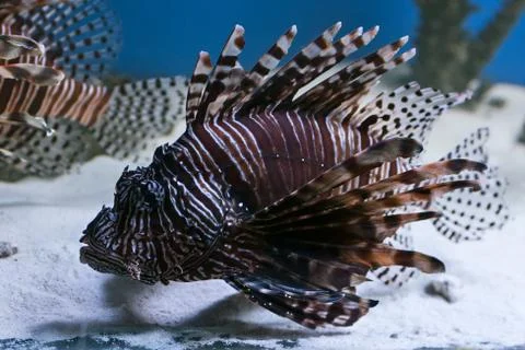 Fish in aquarium Stock Photos