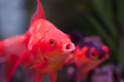 Fish in an aquarium Stock Photos