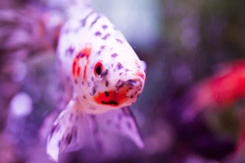 Fish in an aquarium Stock Photos