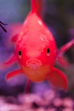 Fish in an aquarium Stock Photos