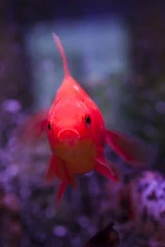 Fish in an aquarium Stock Photos