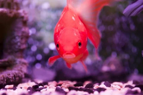 Fish in an aquarium Stock Photos