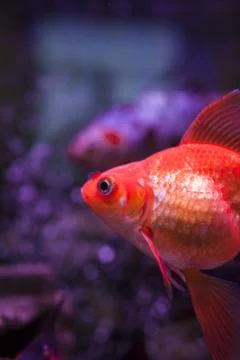Fish in an aquarium Stock Photos