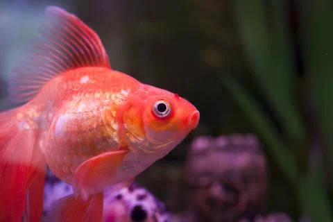 Fish in an aquarium Stock Photos